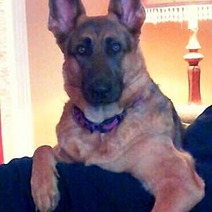 Meet your Posher, Misty